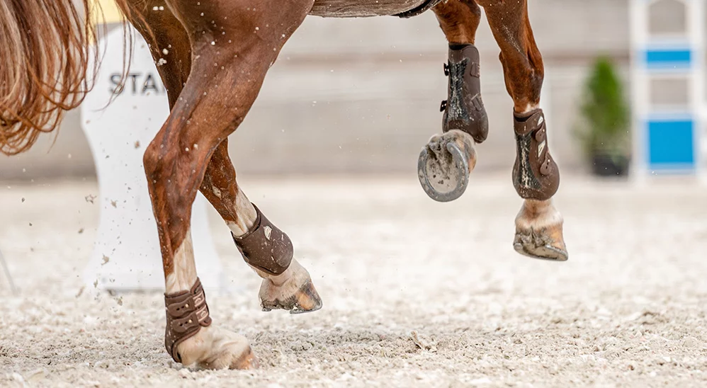 Abcès pied de cheval