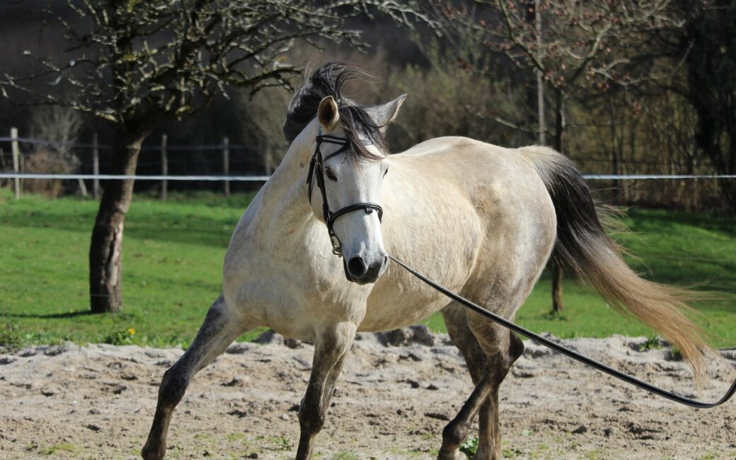 Longer son cheval