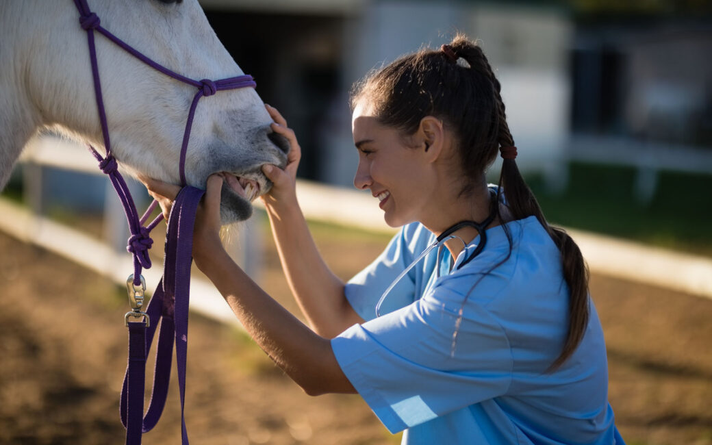 Métier avec les chevaux